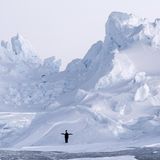 Ein Pinguin hat sich von seiner Kolonie gelöst und steht vor einem Eisberg nahe der französischen Forschungsstation Dumont d’Urville in der Ost-Antarktis