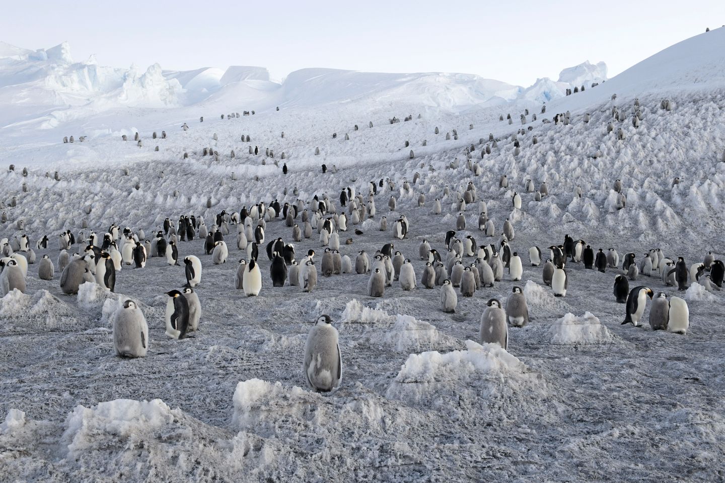 Noch haben die jungen Pinguine ein graues Gefieder, erst im dritten Lebensjahr tragen sie das schwarz-weiße Federkleid der Erwachsenen