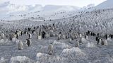 Noch haben die jungen Pinguine ein graues Gefieder, erst im dritten Lebensjahr tragen sie das schwarz-weiße Federkleid der Erwachsenen