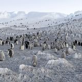 Noch haben die jungen Pinguine ein graues Gefieder, erst im dritten Lebensjahr tragen sie das schwarz-weiße Federkleid der Erwachsenen