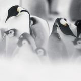 Pinguine sind treue Gefährten, beide Elternteile ziehen die Kleinen groß und beteiligen sich an der Nahrungssuche