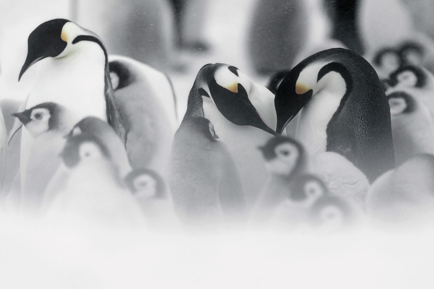Pinguine sind treue Gefährten, beide Elternteile ziehen die Kleinen groß und beteiligen sich an der Nahrungssuche