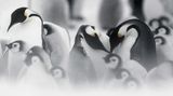Pinguine sind treue Gefährten, beide Elternteile ziehen die Kleinen groß und beteiligen sich an der Nahrungssuche