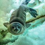 Eine neugeborene Weddellrobbe, noch keine 30 Kilogramm schwer, unternimmt einen ihrer ersten Tauchgänge