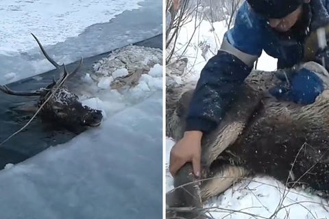 Rothirsch aus einem vereisten Fluss in Sibirien gerettet