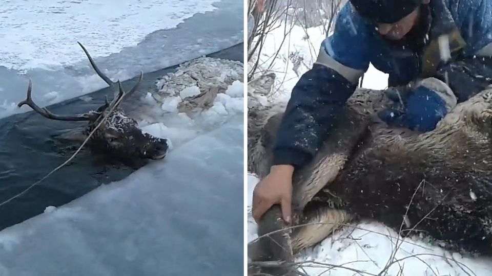 Rothirsch aus einem vereisten Fluss in Sibirien gerettet Rothirsch aus einem vereisten Fluss in Sibirien gerettet
