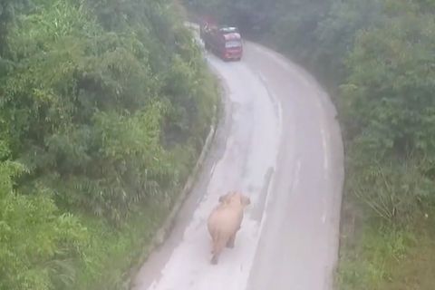 China: Problem-Dickhäuter – dieser Elefant wird mit Drohnen überwacht