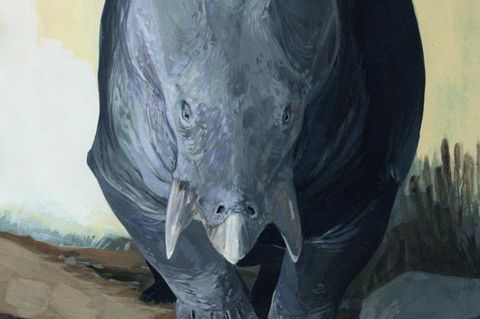 Mehr Masse bedeutet auch mehr Schutz - Lisowicia bojani war so groß wie ein Elefant.