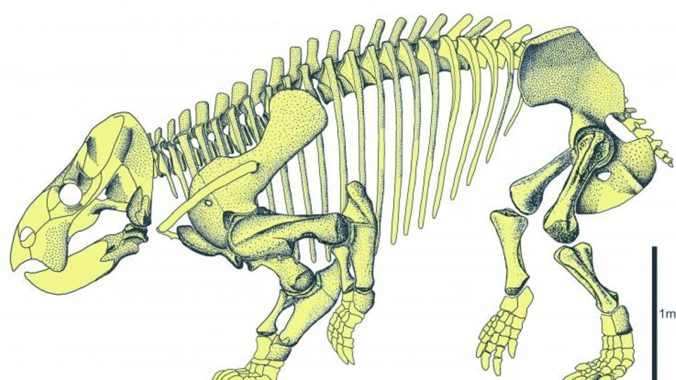 Fossil-Fund: Die hinteren Läufe stehen fast aufrecht, die vorderen sind gebogen wie bei einer Eidechse. Die hinteren Läufe stehen fast aufrecht, die vorderen sind gebogen wie bei einer Eidechse.