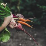 5. Bauen Sie Ihr Gemüse selber an  Egal, ob auf dem Balkon, im Schrebergarten oder im Kleingarten vor der Mietswohnung. Wenn Sie können, bauen Sie Ihr Gemüse selber an. Kräuter sind auch in einer kleinen Wohnung mit Balkon kein Problem. Wer mehr Platz hat, kann auf Tomaten und Rüben setzen. Bauen Sie die Gemüse- und Obstsorten an, die in Ihrer Region gut wachsen.