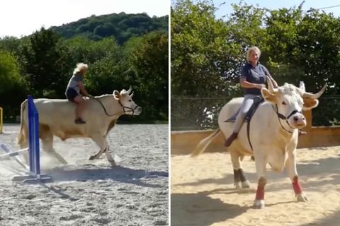 Aston ist kein normaler Bulle: Er denkt, er wäre ein Pferd