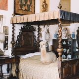 Kalender fürs Jahr 2019: Im Bett, unter der Dusche, überall Alpakas: Diese Bilder sorgen für gute Laune