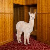 Kalender fürs Jahr 2019: Im Bett, unter der Dusche, überall Alpakas: Diese Bilder sorgen für gute Laune