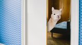 Kalender fürs Jahr 2019: Im Bett, unter der Dusche, überall Alpakas: Diese Bilder sorgen für gute Laune