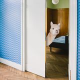 Kalender fürs Jahr 2019: Im Bett, unter der Dusche, überall Alpakas: Diese Bilder sorgen für gute Laune