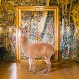 Kalender fürs Jahr 2019: Im Bett, unter der Dusche, überall Alpakas: Diese Bilder sorgen für gute Laune