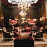 Kalender fürs Jahr 2019: Im Bett, unter der Dusche, überall Alpakas: Diese Bilder sorgen für gute Laune