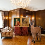 Kalender fürs Jahr 2019: Im Bett, unter der Dusche, überall Alpakas: Diese Bilder sorgen für gute Laune