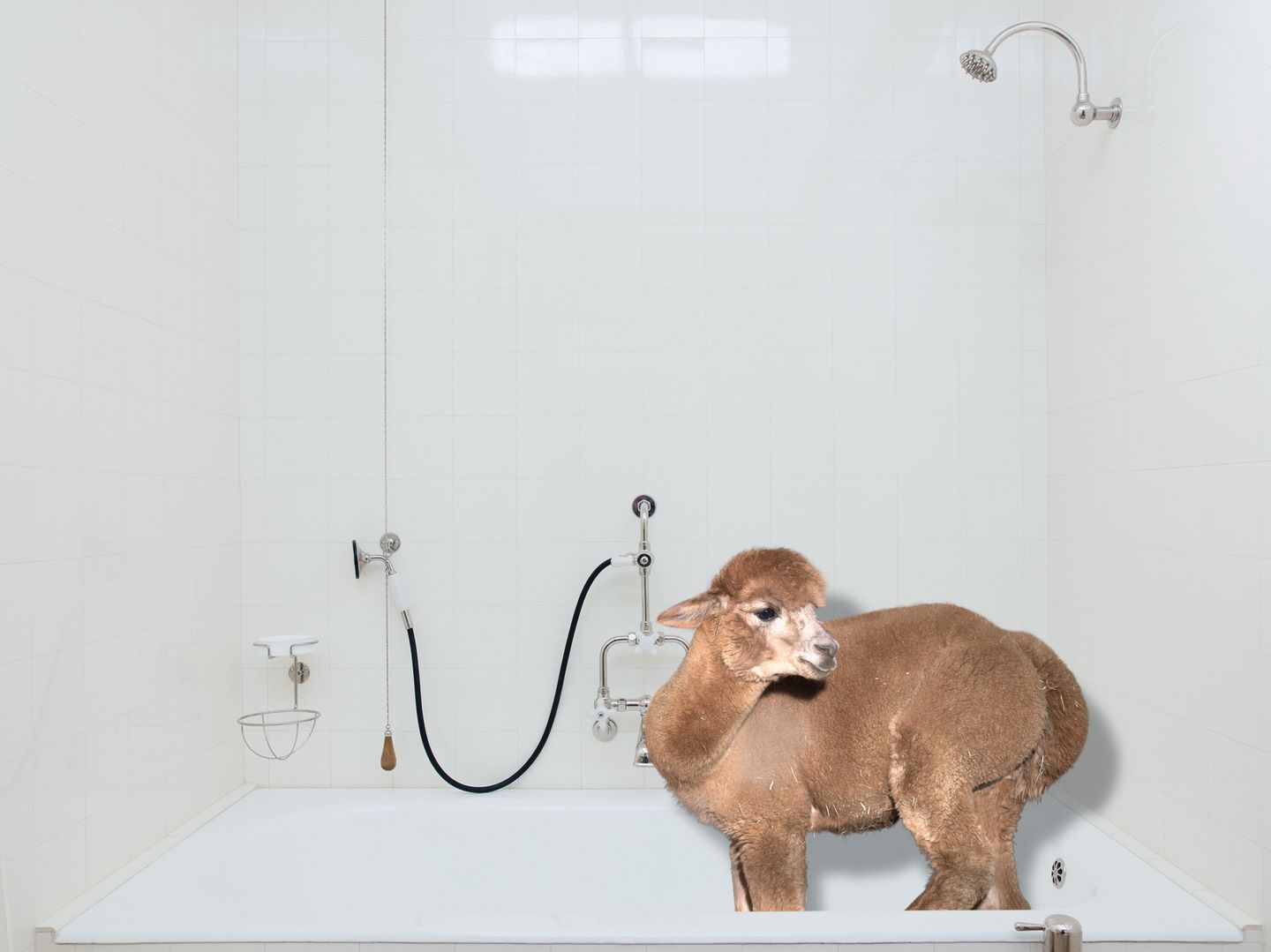 Kalender fürs Jahr 2019: Im Bett, unter der Dusche, überall Alpakas: Diese Bilder sorgen für gute Laune