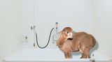 Kalender fürs Jahr 2019: Im Bett, unter der Dusche, überall Alpakas: Diese Bilder sorgen für gute Laune