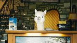 Der "Better Living With Alpacas Calendar 2019" von Fotograf Daniel Gebhart de Koekkoek ist vom New Yorker Magazin "Office" veröffentlicht worden. Er ist für 15 Euro hier erhältlich.