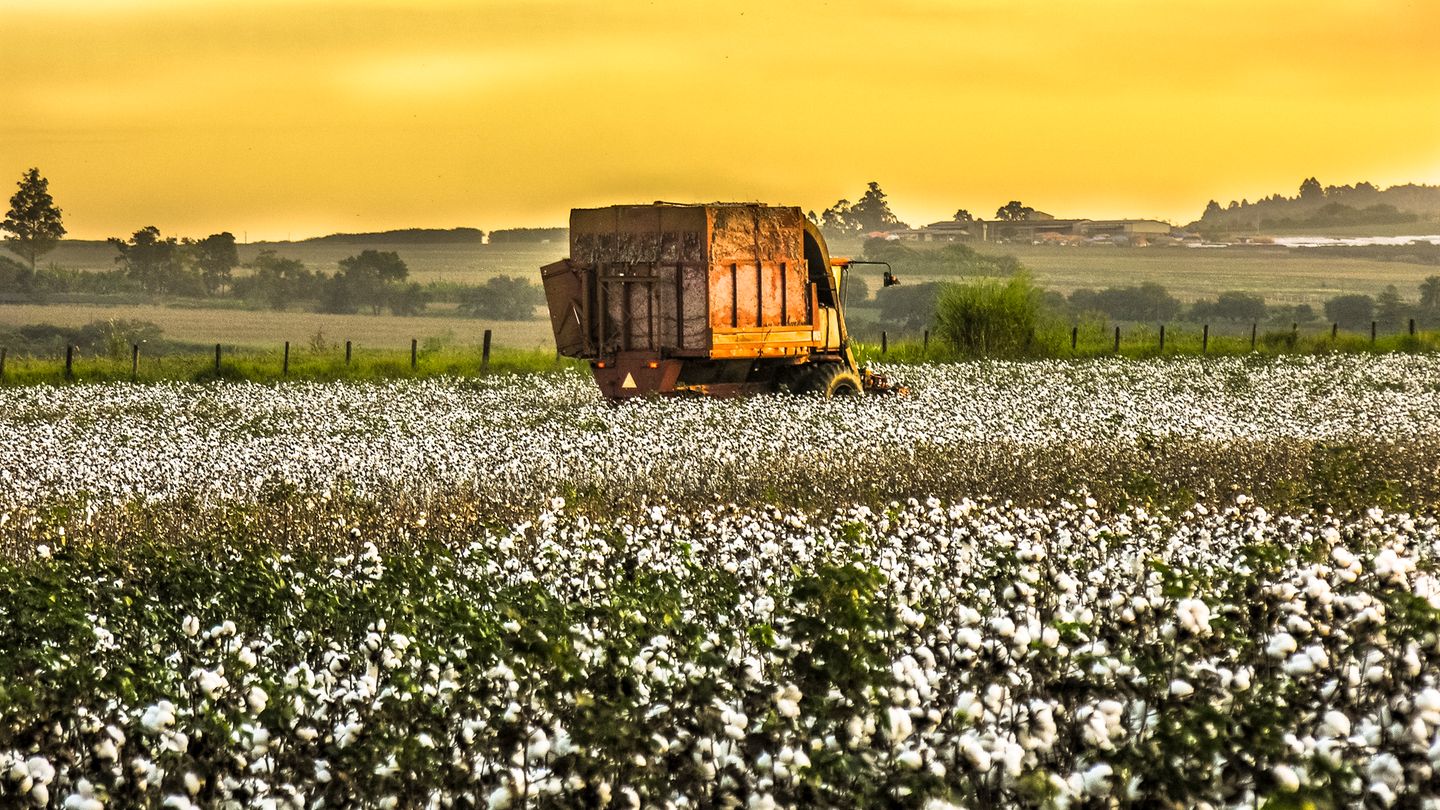 Baumwollfeld zur Geschichte über einen an Leukämie erkrankten Landwirt
