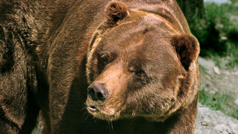 Grizzly