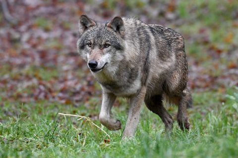 Ein Wolf in Schleswig-Holstein