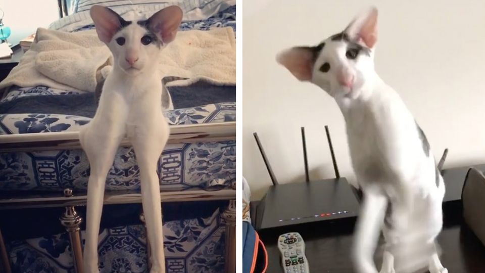 Instagram-Star: Leggy Teddy: Dieser Kater verzaubert das Netz mit seinen langen Beinen Instagram-Star: Leggy Teddy: Dieser Kater verzaubert das Netz mit seinen langen Beinen