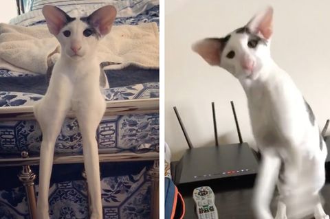 Instagram-Star: Leggy Teddy: Dieser Kater verzaubert das Netz mit seinen langen Beinen