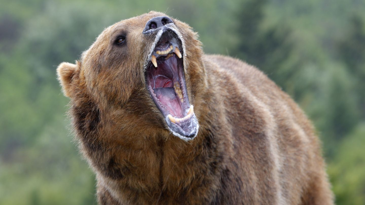 Ein Grizzlybär wie dieser hier tötete die Mutter und ihr Kind in Kanada. Der Vater erschoss das Tier.