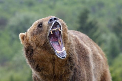Ein Grizzlybär wie dieser hier tötete die Mutter und ihr Kind in Kanada. Der Vater erschoss das Tier.