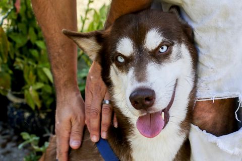 Husky Sinatra