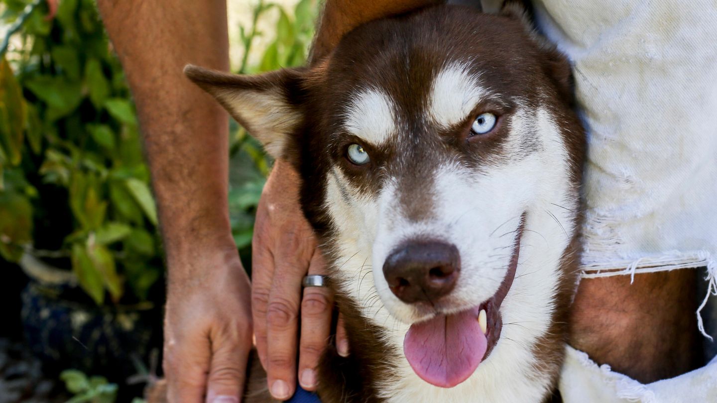 Husky Sinatra