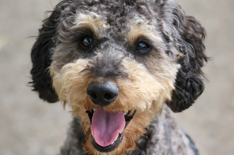 Therapiehund "Milo" in Esslingen