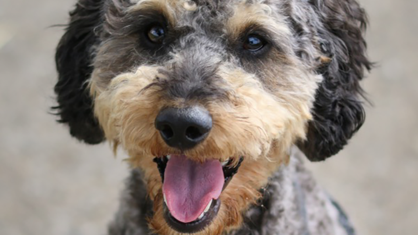 Therapiehund "Milo" in Esslingen