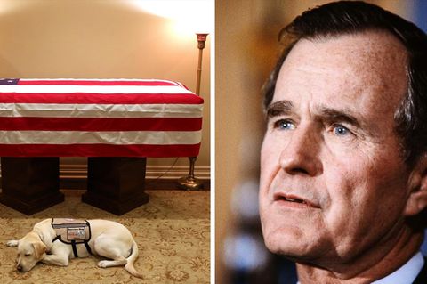 Trauer um Ex-Präsidenten: Treuer Begleiter bis zum Schluss: Hund von George H. W. Bush erweist ihm die letzte Ehre