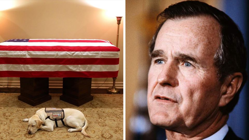 Trauer um Ex-Präsidenten: Treuer Begleiter bis zum Schluss: Hund von George H. W. Bush erweist ihm die letzte Ehre Trauer um Ex-Präsidenten: Treuer Begleiter bis zum Schluss: Hund von George H. W. Bush erweist ihm die letzte Ehre