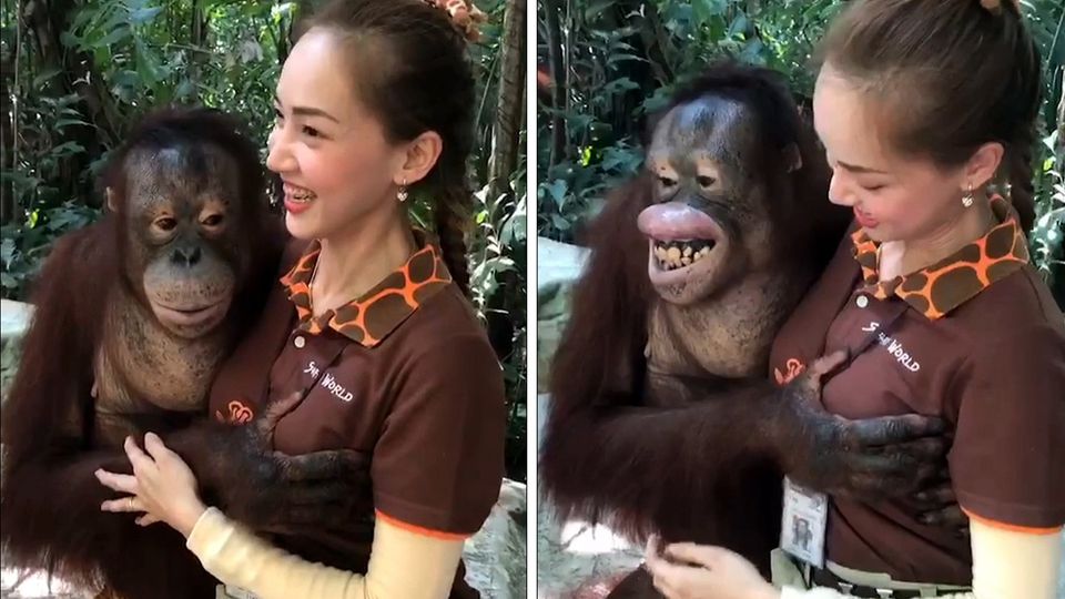 Orang-Utan grapscht Tierpflegerin an der Brust Orang-Utan grapscht Tierpflegerin an der Brust