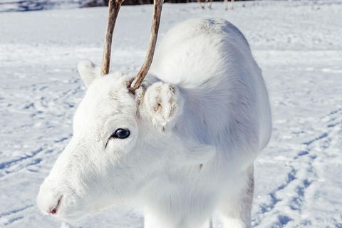 Weisses Rentier in Norwegen