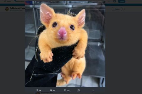 Der goldene Opossum erinnert viele an Pikachu