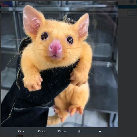 Der goldene Opossum erinnert viele an Pikachu