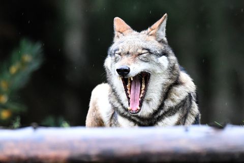 Angeblicher Wolfsbiss in Niedersachsen ist weiter nicht nachgewiesen
