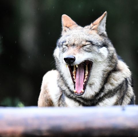 Angeblicher Wolfsbiss in Niedersachsen ist weiter nicht nachgewiesen