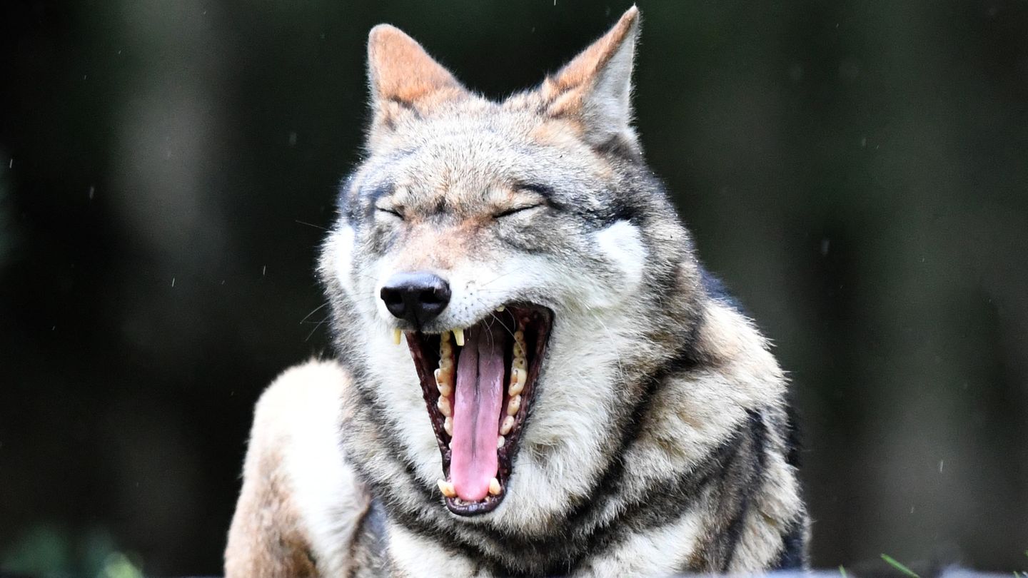 Angeblicher Wolfsbiss in Niedersachsen ist weiter nicht nachgewiesen