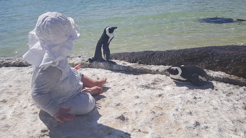 Fernreise in der Elternzeit: Am Boulders Beach in Simon's Town: Tilda beobachtet Pinguine Am Boulders Beach in Simon's Town: Tilda beobachtet Pinguine