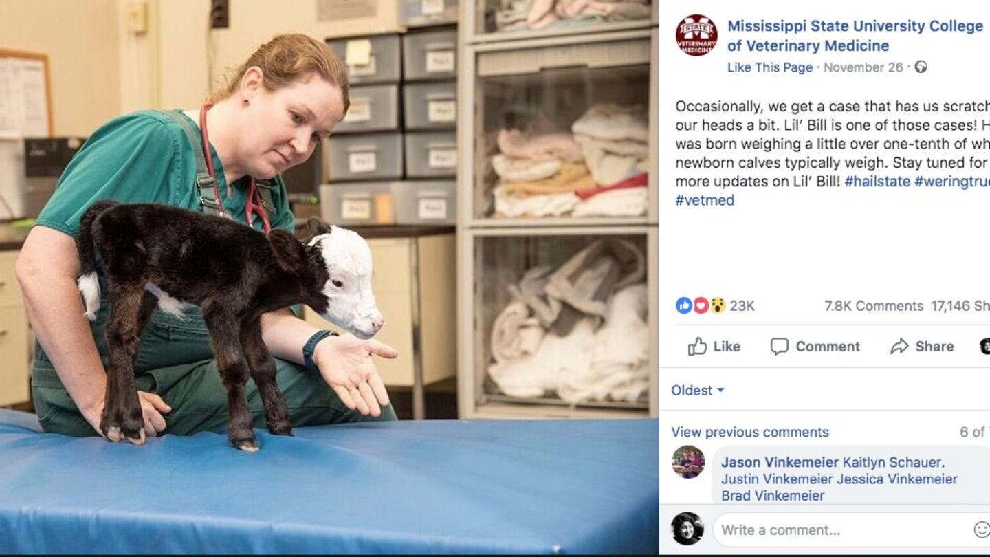 Ein sehr kleines Kalb steht auf einem Behandlungstisch