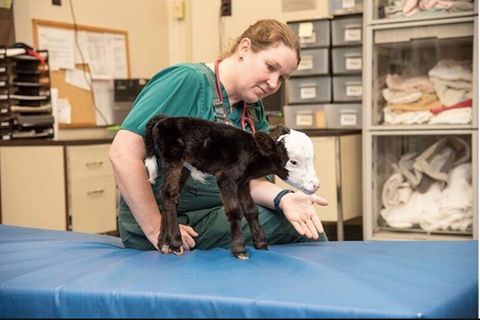 Ein sehr kleines Kalb steht auf einem Behandlungstisch