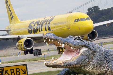 Alligator bremst Airbus auf Rollbahn aus  Juni 2018: Ein Airbus der US-Fluglinie Spirit Airlines Flughafen musste nach der Landung auf dem Flughafen Orlando in Florida kurz stoppen: Auf dem Weg zum Gate überquerte ein Alligator den Rollweg. Der Pilot ließ dem watschelnden Reptil den Vortritt. Mehr lesen Sie hier.