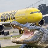 Alligator bremst Airbus auf Rollbahn aus  Juni 2018: Ein Airbus der US-Fluglinie Spirit Airlines Flughafen musste nach der Landung auf dem Flughafen Orlando in Florida kurz stoppen: Auf dem Weg zum Gate überquerte ein Alligator den Rollweg. Der Pilot ließ dem watschelnden Reptil den Vortritt. Mehr lesen Sie hier.